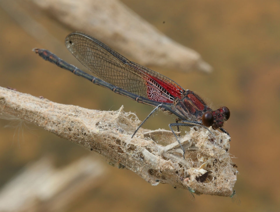 Damselfly